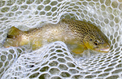 Black Hills Fishing Report July 21st 2014