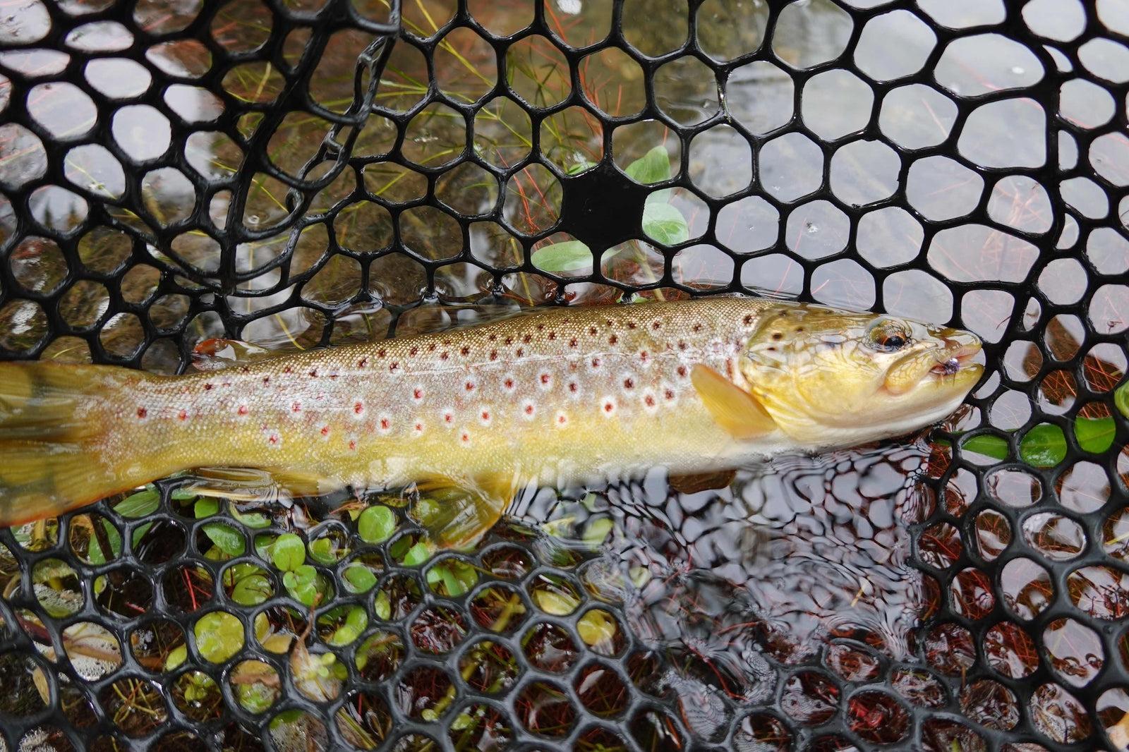 Black Hills Fly Fishing Report – August 22, 2025