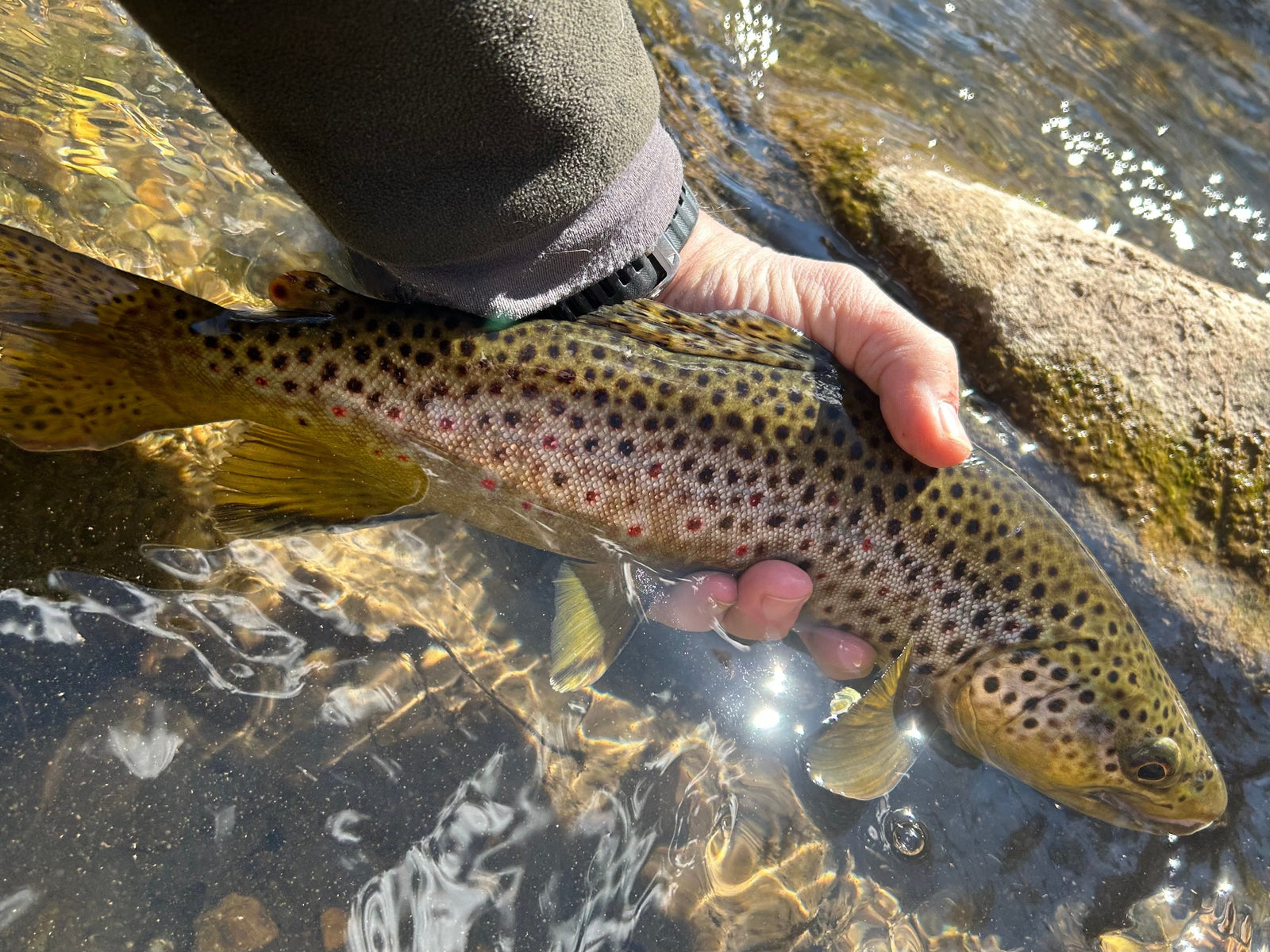 Black Hills Fly Fishing Report March 27th 2025
