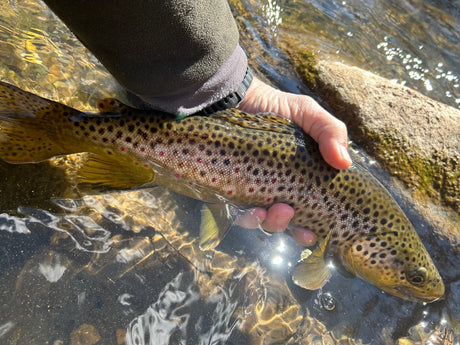 Black Hills Fly Fishing Report March 27th 2025