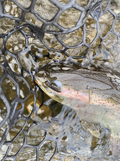 Black Hills Fishing Report - 1/23/2020