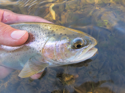 Black Hills Fishing Report December 10th, 2012