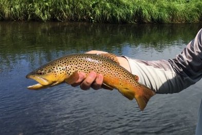 Black Hills Fishing Report - 9/8/2020