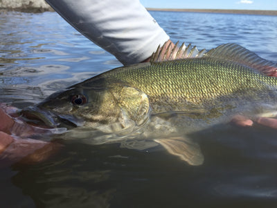 Black Hills Fishing Report - 6/5/15