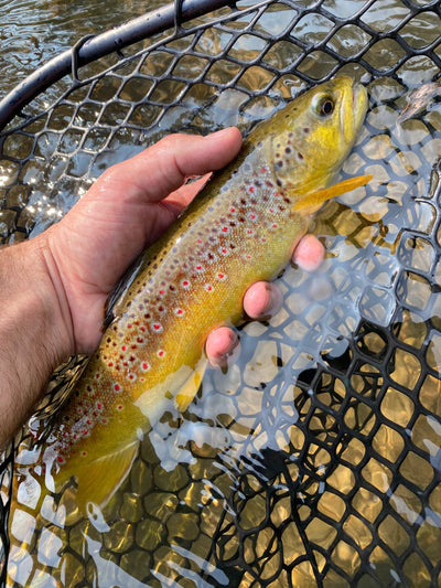 Black Hills Fishing Report - 9/15/2020