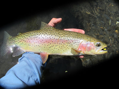 Black Hills Fishing Report 6/18/12
