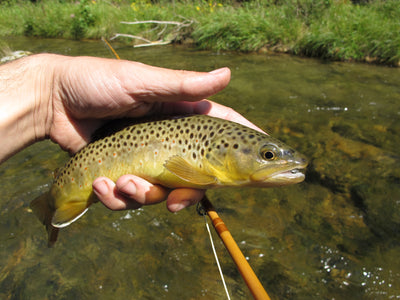 Black Hills Fishing Report 8/29/12