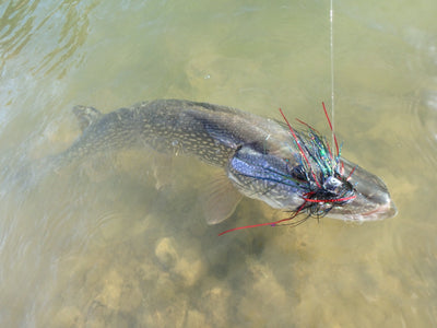 Pike Fly Fishing Guided Trips