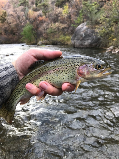 Black Hills Fishing Report - 10/26/2018