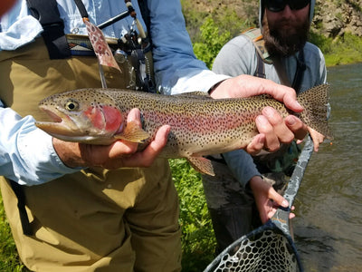 Black Hills Fishing Report - 7/10/2019