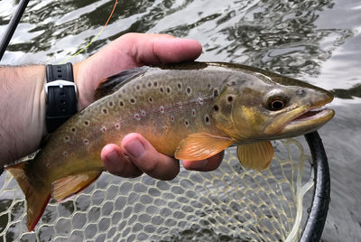 Black Hills Fishing Update - 8/20/2019