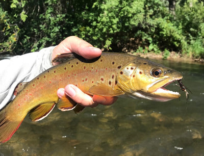 Black Hills Fishing Report - 9/6/2019