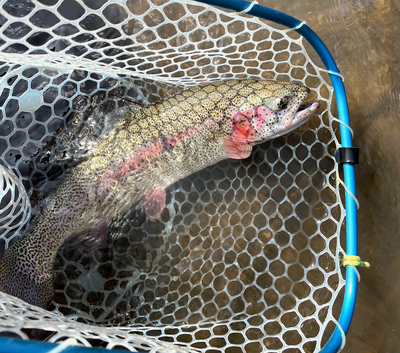 Black Hills Fishing Report May 18th 2024