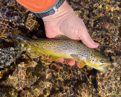 Fishing Report April 13th - Black Hills Streams and Lakes Fly Fishing