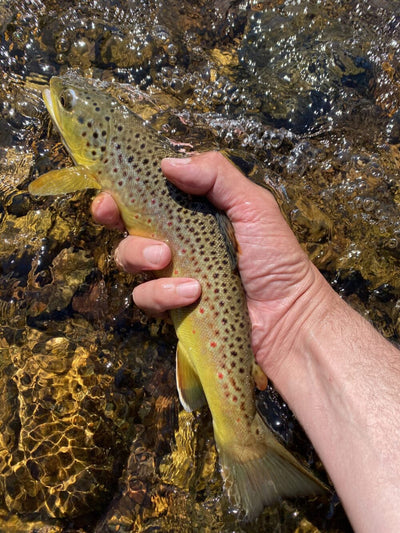 Black Hills Fishing Report - 8/15/2020