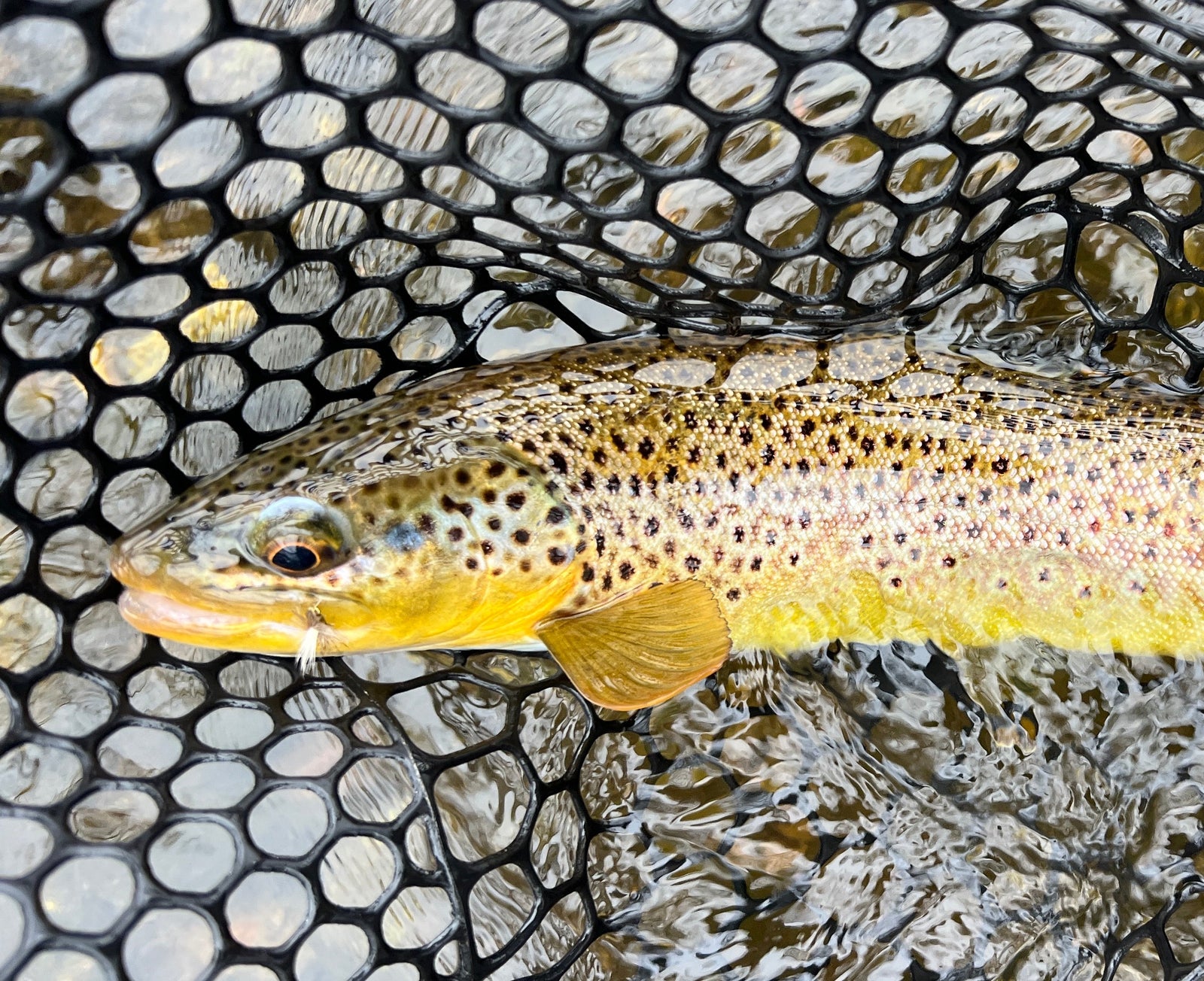 Black Hills Fishing Report April 7th 2025