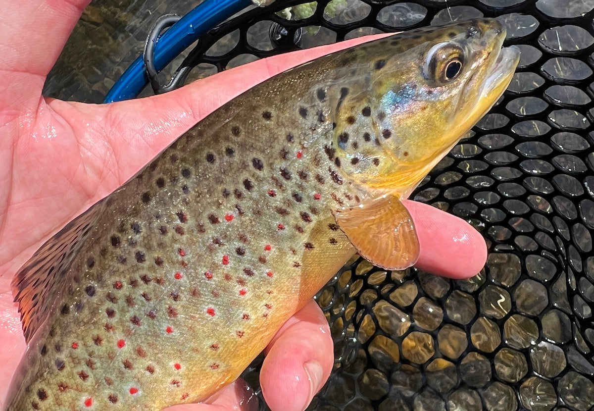 Black Hills Fly Fishing Report – June 12, 2025