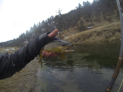 Fishing Report / Spring Dry Fly Fishing 101