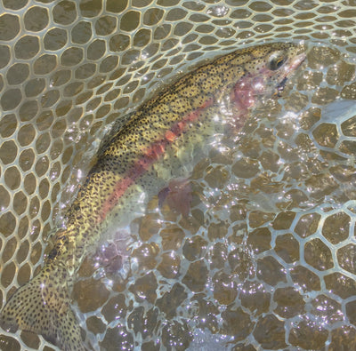 Black Hills Fly Fishing Report August 9th 2019