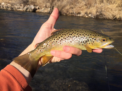 Black Hills Fishing Report February 10th 2015