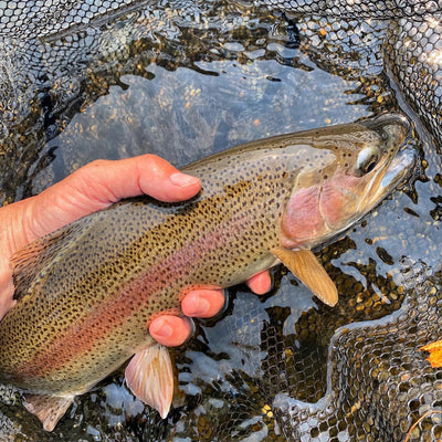 Black Hills Fishing Report - 8/24/2020