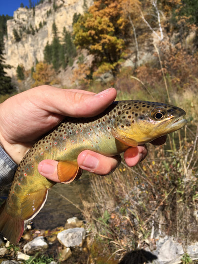 Black Hills Fishing Report - 10/12/2017