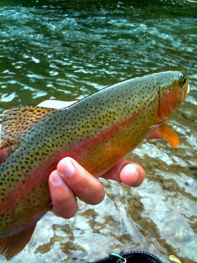 Black Hills Fishing Report October 23rd 2012