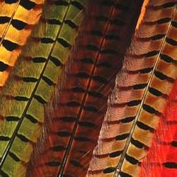 FFGene Pheasant Shoulder Feathers (Church Windows), Fly Tying