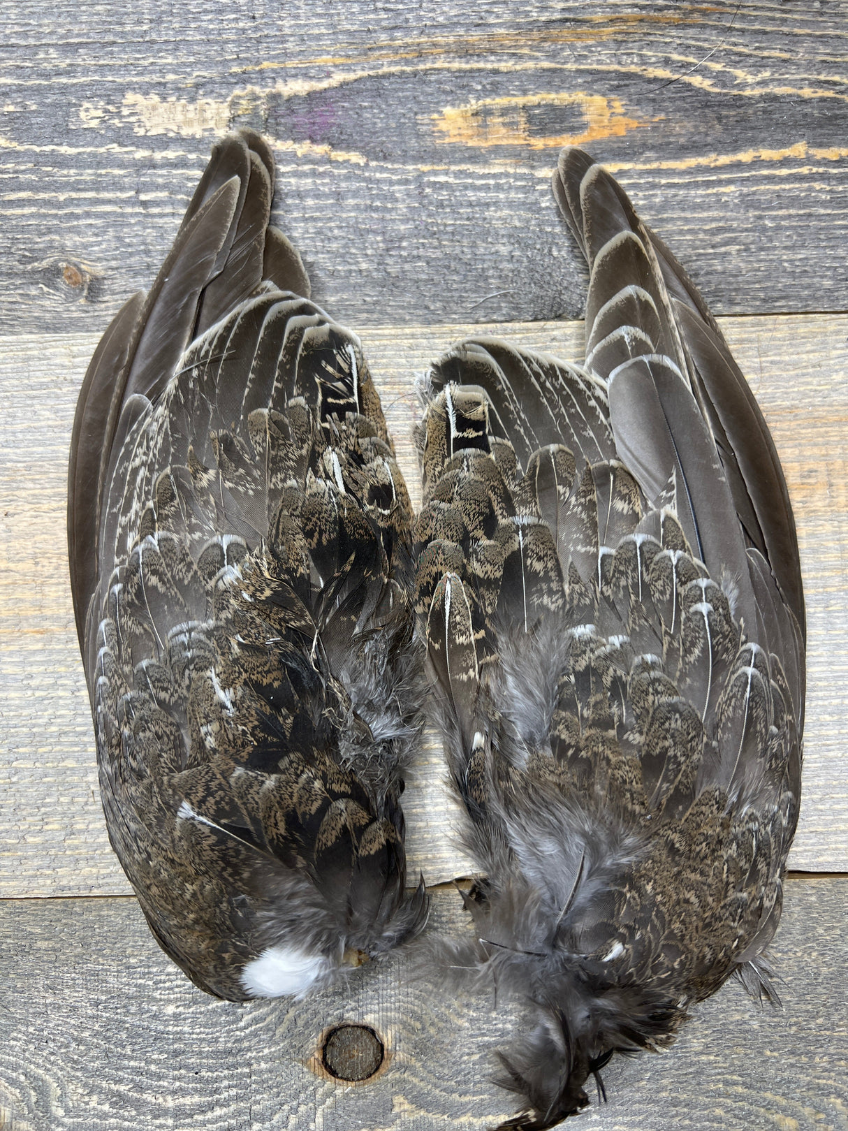 Blue Grouse Wing Pair Misc. Feathers
