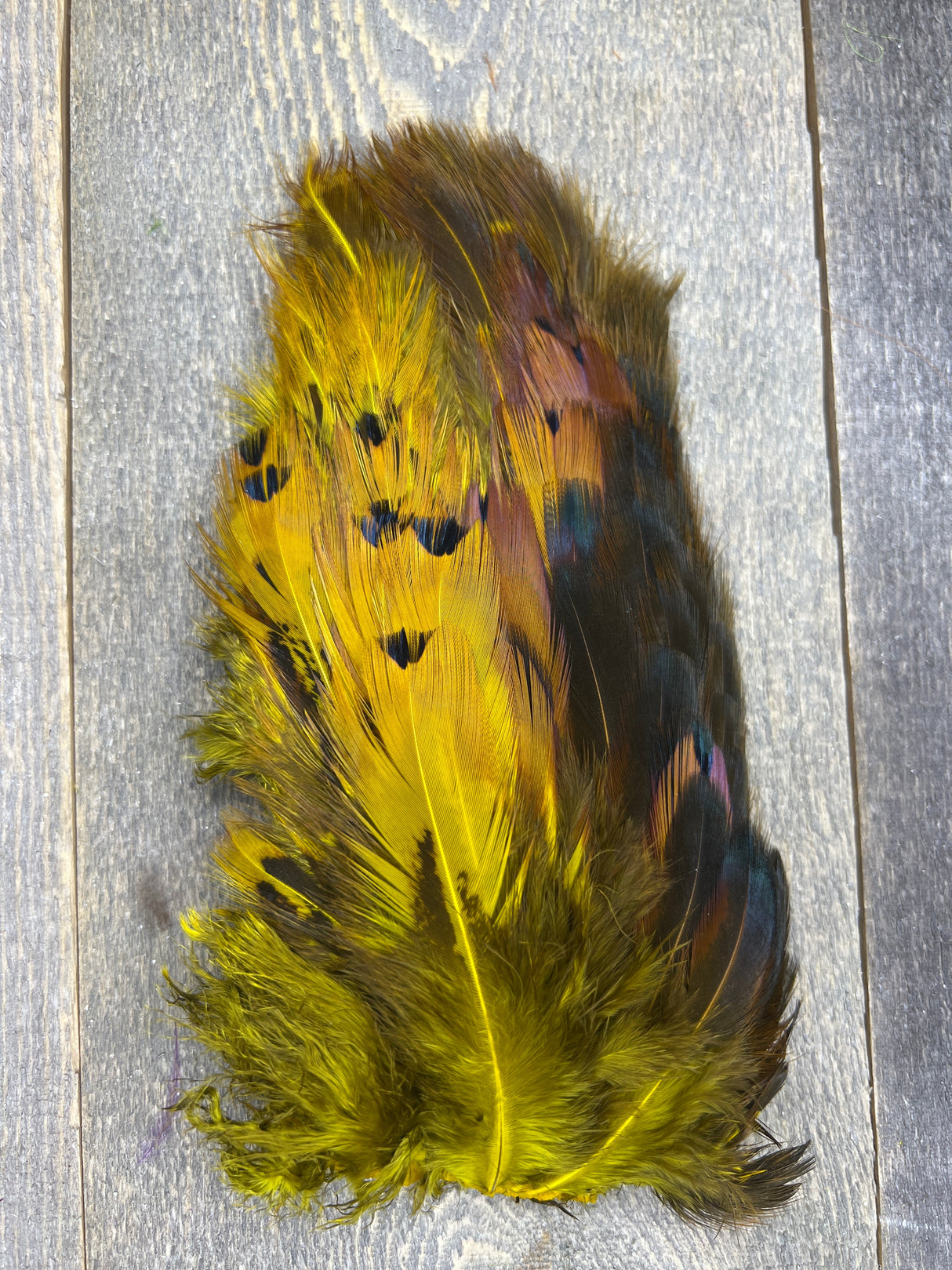 Fish Hunter Pheasabou Flanks Yellow