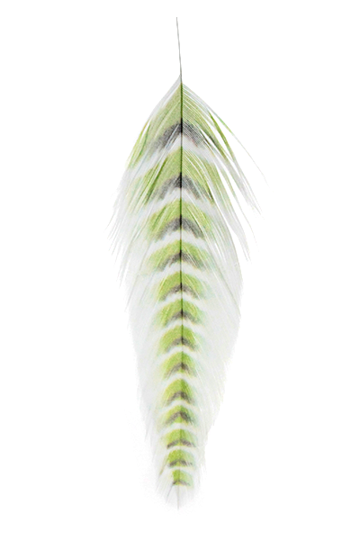 Galloup's Fish Feathers - Grizzled Chartreuse/Black Saddle Hackle, Hen Hackle, Asst. Feathers