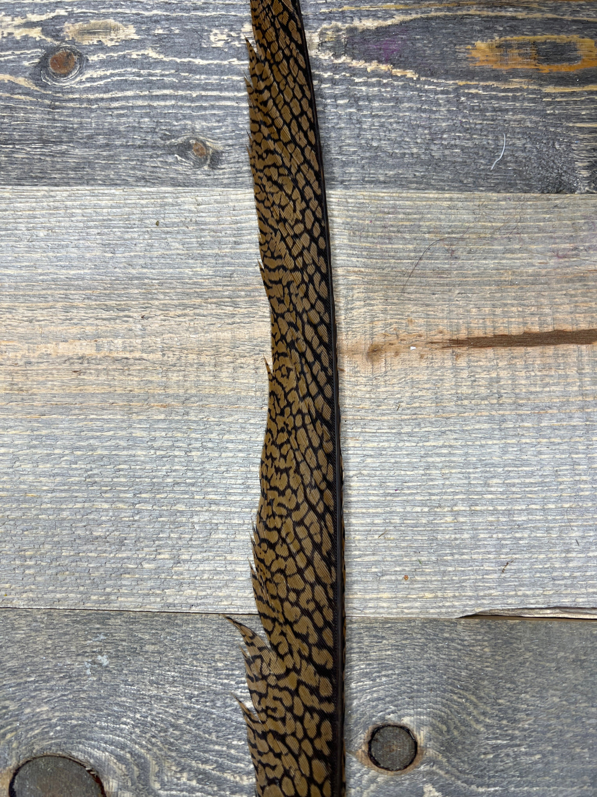 Golden Pheasant Tail Feather Pheasant Feathers