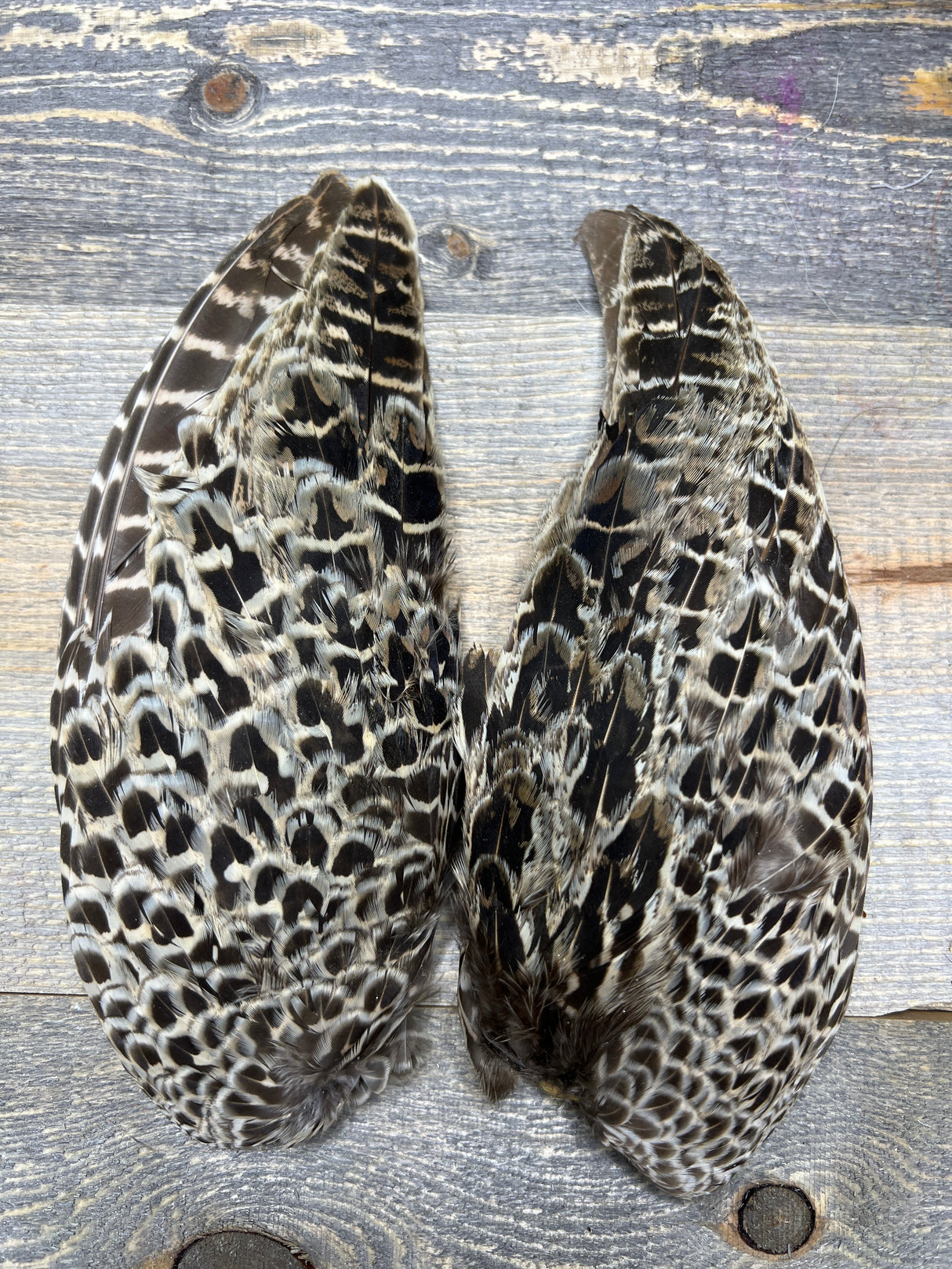 Hen Pheasant Wing Pair Pheasant Feathers