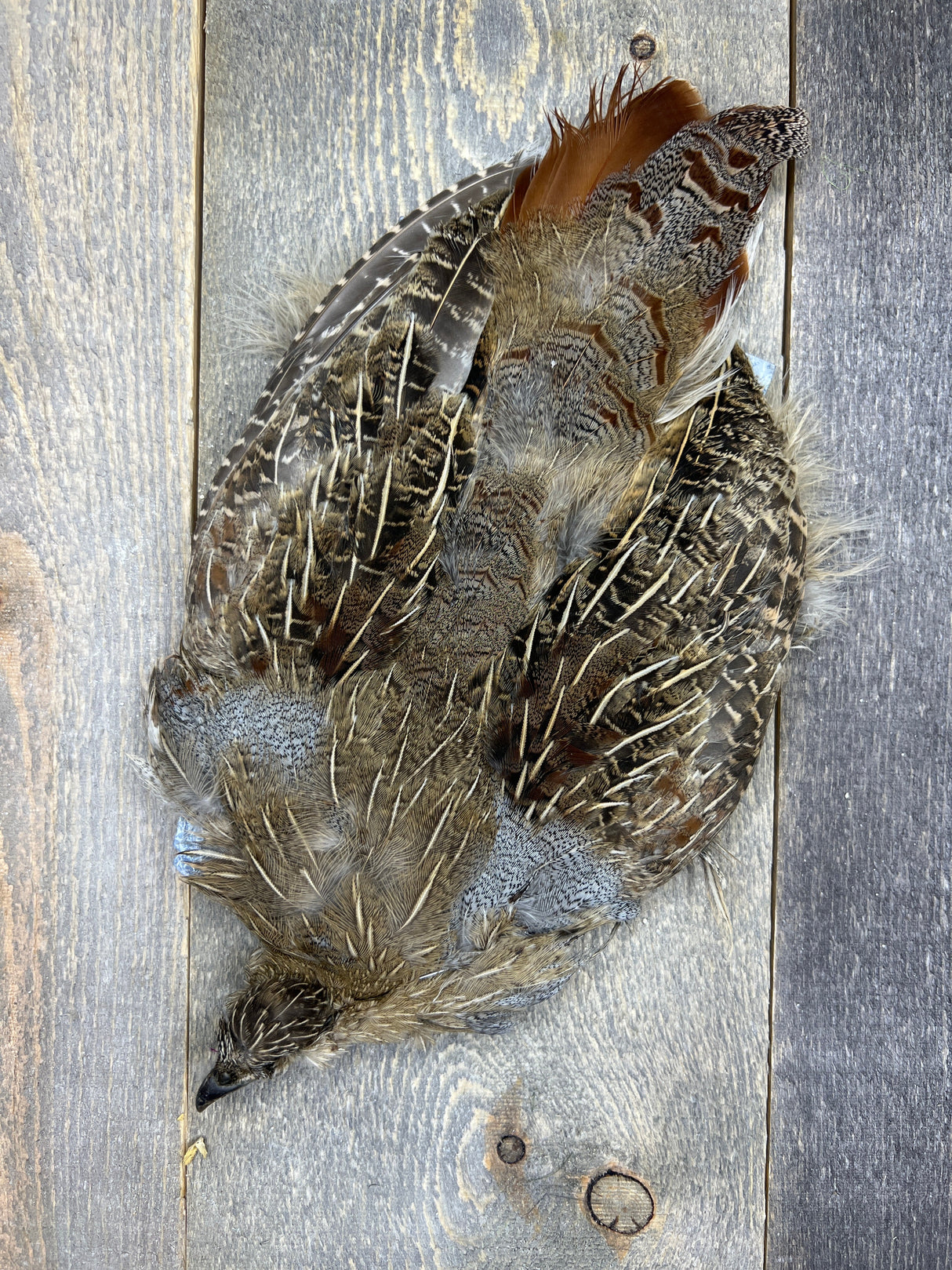 Hungarian Partridge Skin Grade #2 Partridge Feathers