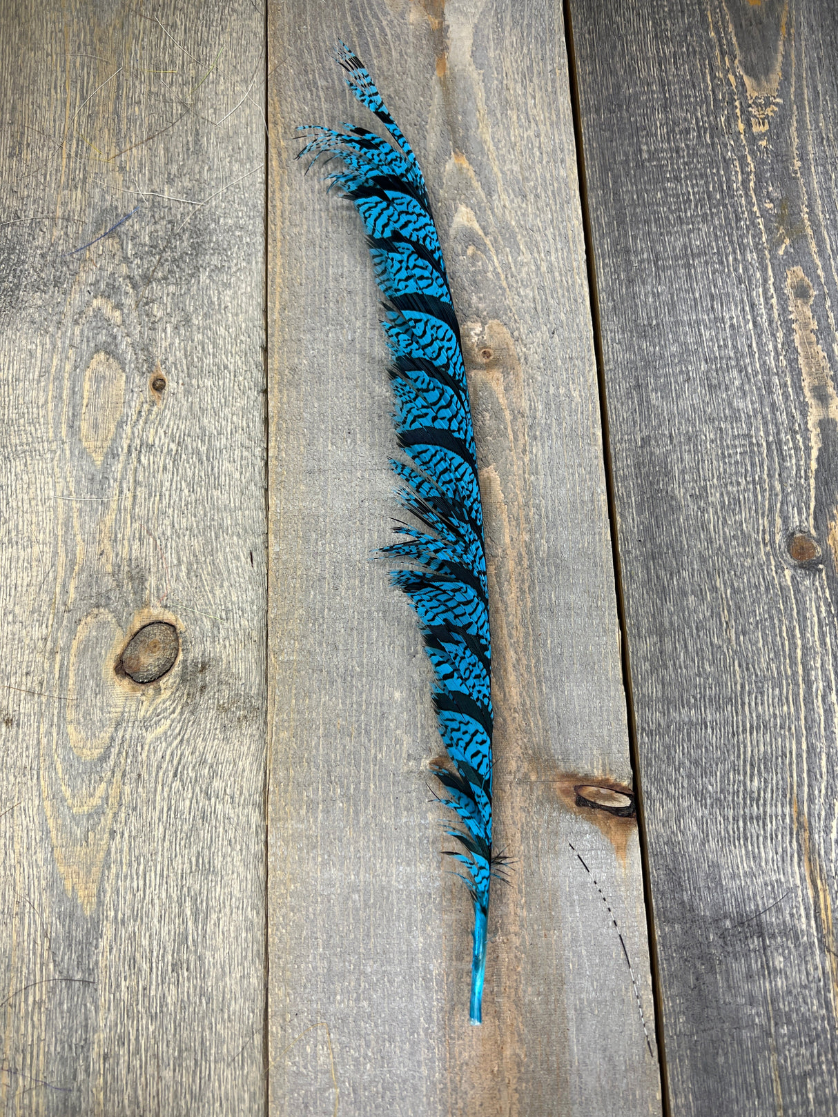 Lady Amherst Center Tail Halfs Fl Blue Pheasant Feathers