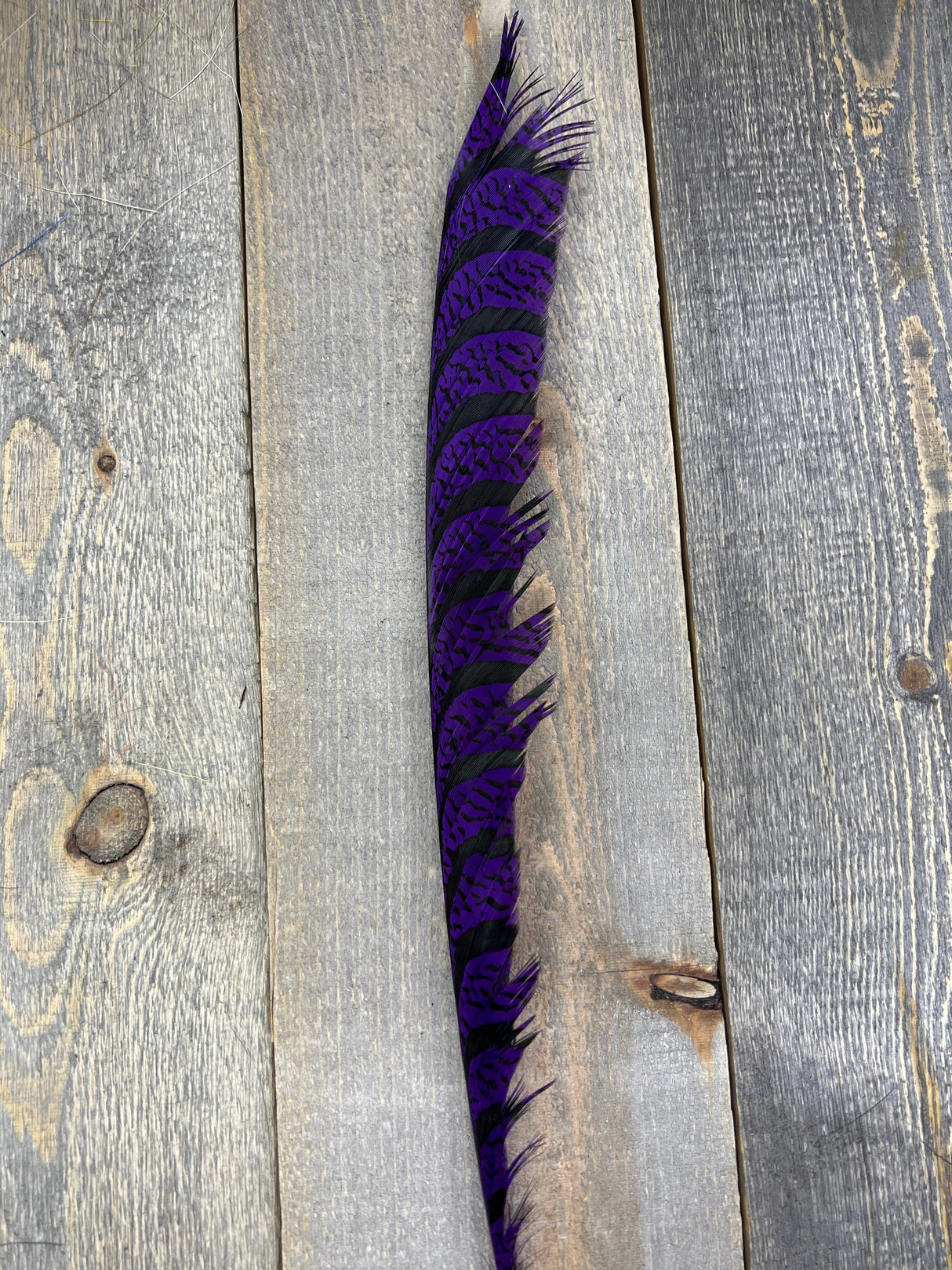 Lady Amherst Center Tail Halfs Purple Pheasant Feathers