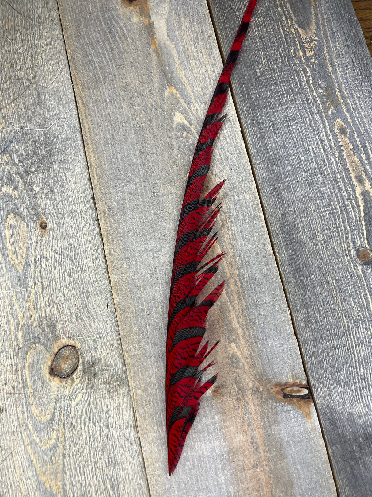 Lady Amherst Center Tail Halfs Red Pheasant Feathers