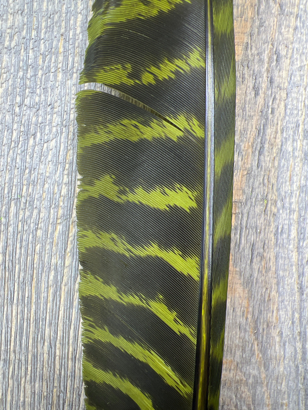 Nature's Spirit Wild Barred Turkey Biot Quills Olive Quills & Biots