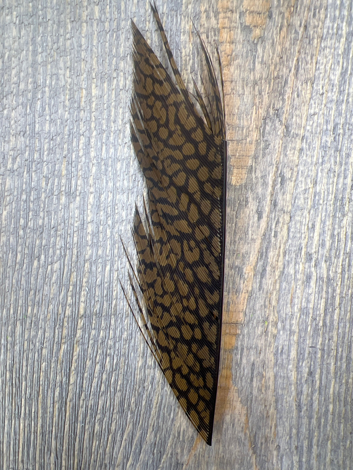 Nature's Sprit Golden Pheasant Center Tail Piece Golden Brown Pheasant Feathers