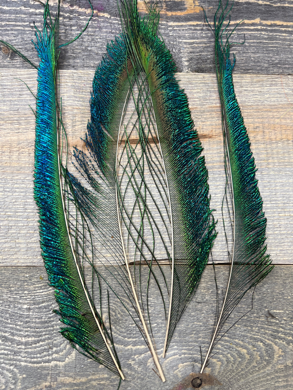 Peacock Swords Peacock & Ostrich