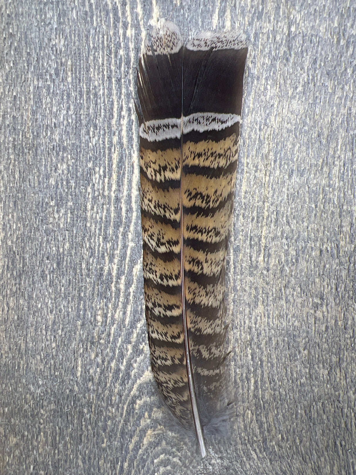 Red Phase Ruffed Grouse Tail Feathers Misc. Feathers