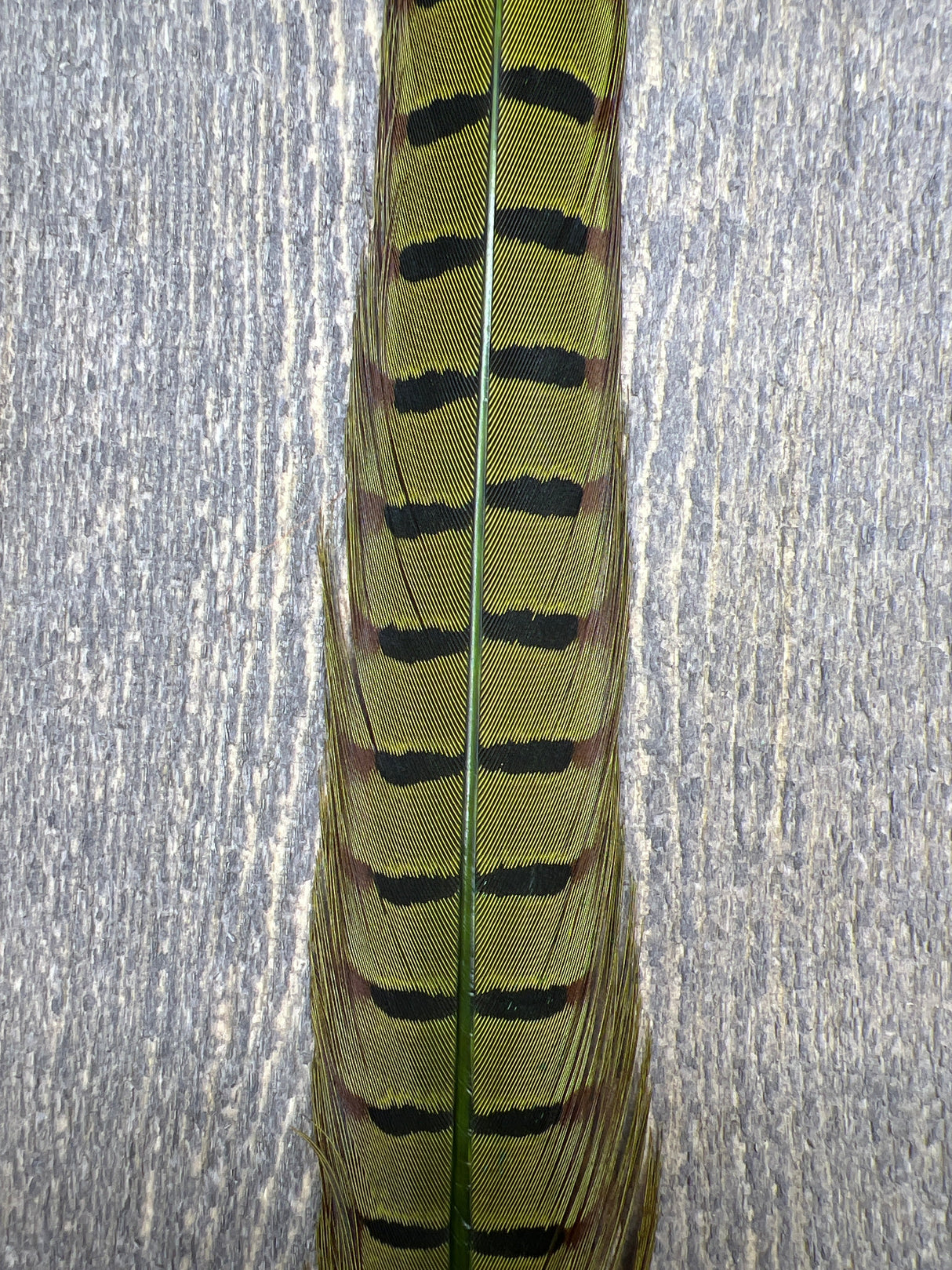 Ringneck Pheasant Tail Center Pair Caddis Green Pheasant Feathers