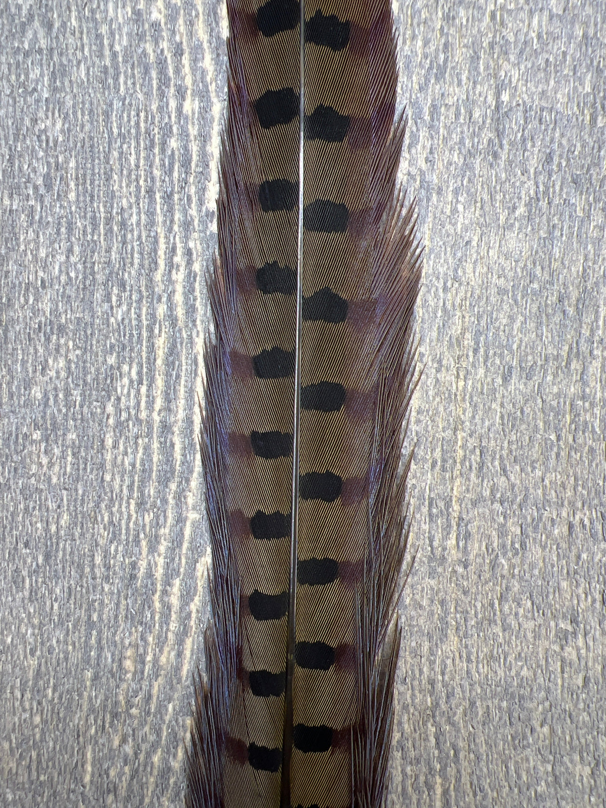 Ringneck Pheasant Tail Center Pair Olive Pheasant Feathers