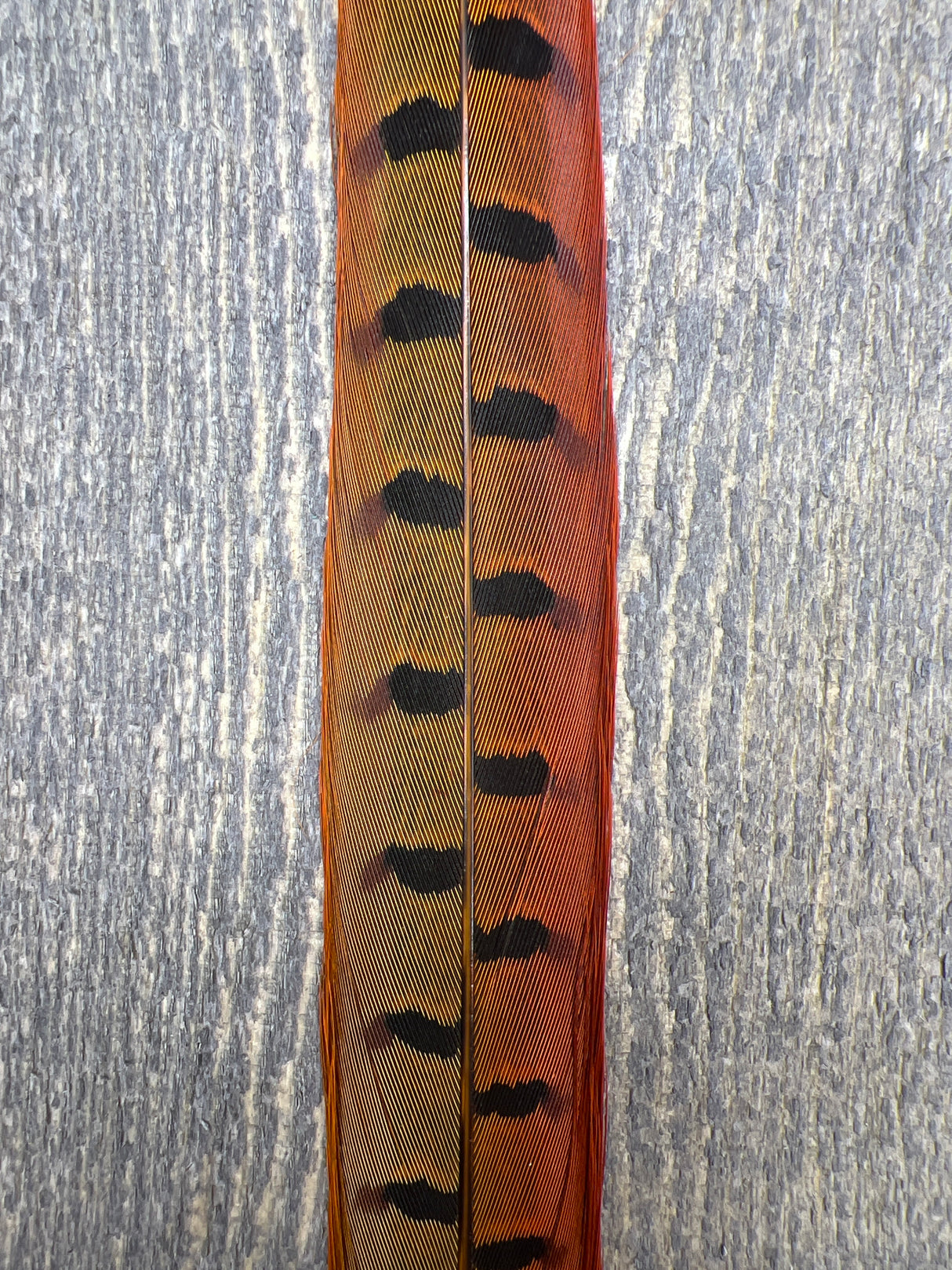 Ringneck Pheasant Tail Center Pair Orange Pheasant Feathers