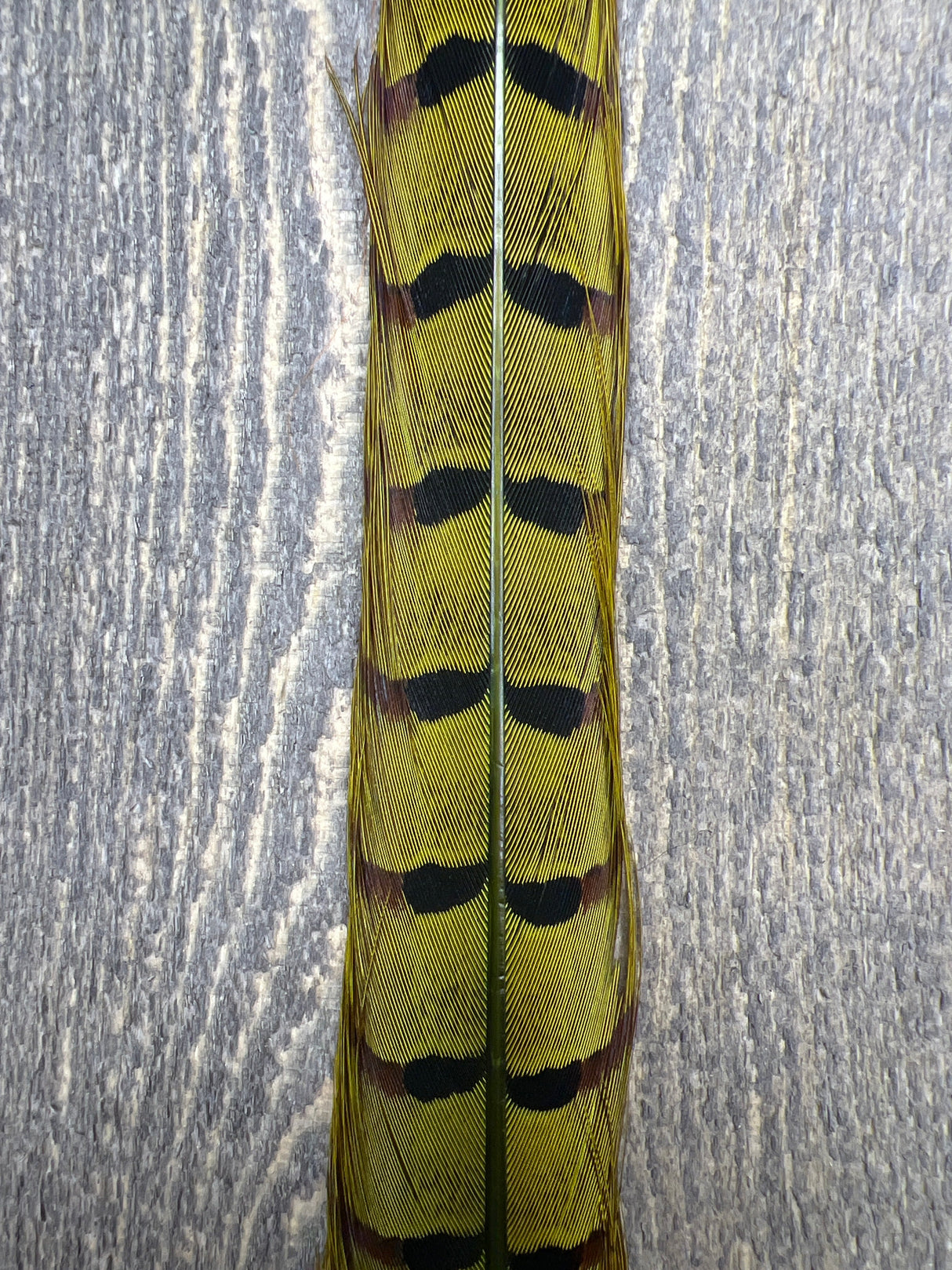 Ringneck Pheasant Tail Center Pair "Picric" Green Pheasant Feathers