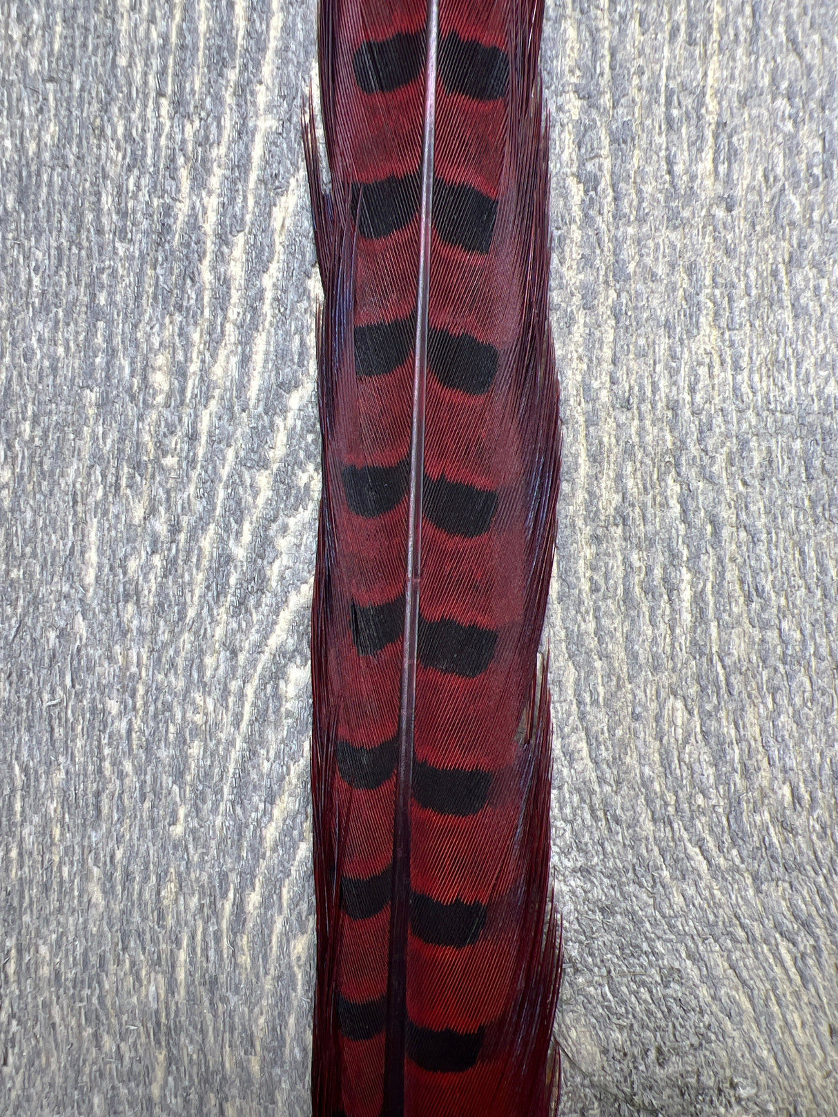 Ringneck Pheasant Tail Center Pair Red Pheasant Feathers