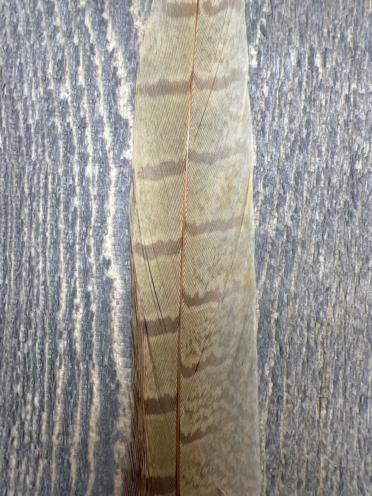 Ringneck Pheasant Tail Side Feathers Bleached Ginger