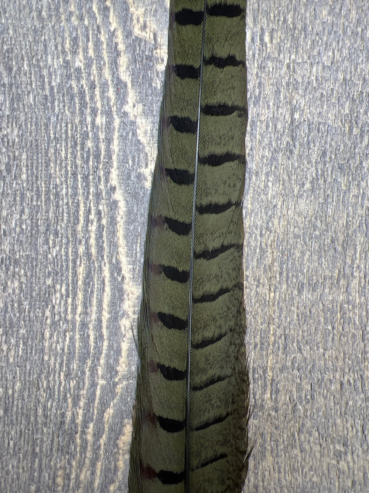 Ringneck Pheasant Tail Side Feathers Olive