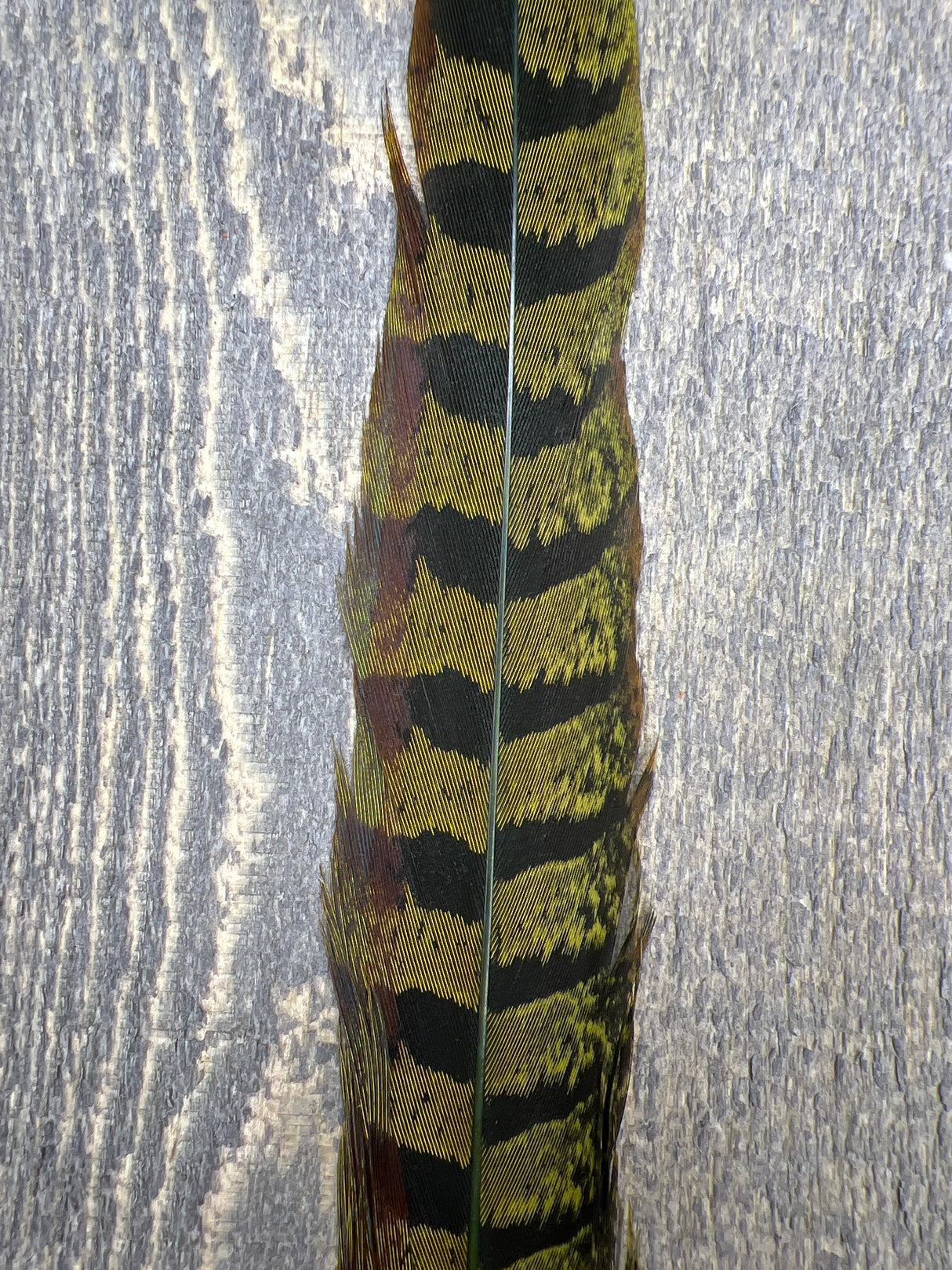 Ringneck Pheasant Tail Side Feathers "Picric" Green