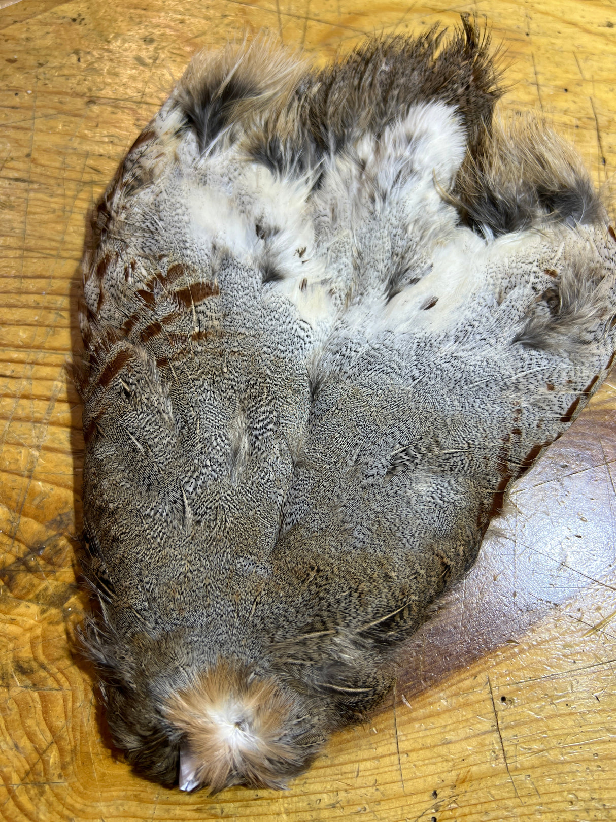 Rolled Hungarian Partridge Skin Select Partridge Feathers